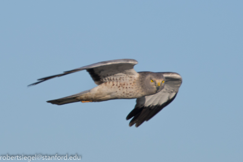 palo alto baylands